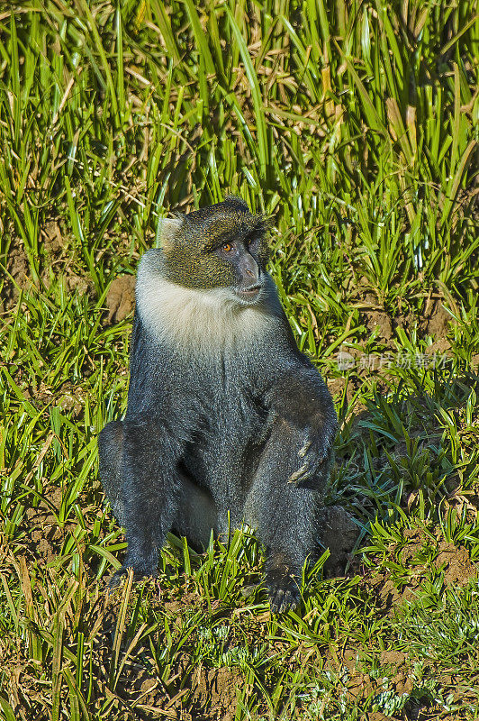 肯尼亚山赛克斯猴(Cercopithecus albogularis kolbi)，也被称为白喉猴或Samango猴，是一种旧大陆猴。肯尼亚的肯尼亚山国家公园。